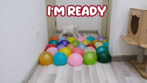 cats vs big water balloons test cat IQ