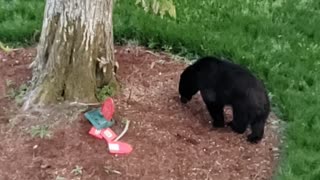 Bear destroys birdhouse in British Columbia