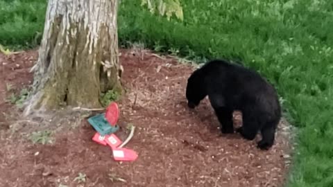 Bear destroys birdhouse in British Columbia