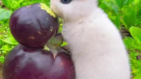 The little bunny nibbles on an eggplant