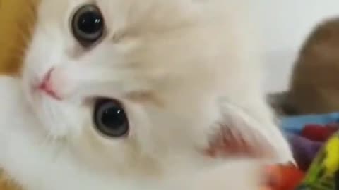 So cute baby cat videos