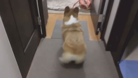 This dog like to shake 😆😆