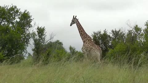beautiful giraffe's unique color