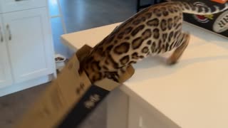 Bengal Kitten Instantly Regrets Going For Cardboard Box