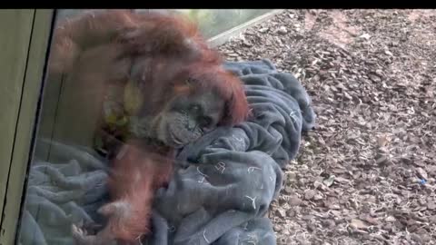Orangutan adorably makes her bed and settles down to nap