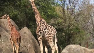 The Incredible Giraffe