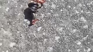 Small snake trying to eat a lizard