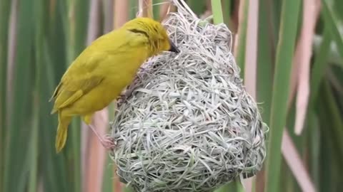 Talented yellow weaver #AmazingAnimals #Wildlife #birds #crafts