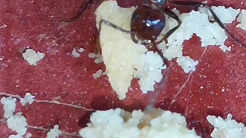 Ants eating cake 🍰