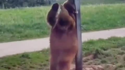 you cant stop laughing commedy video funny vdo animal funny video