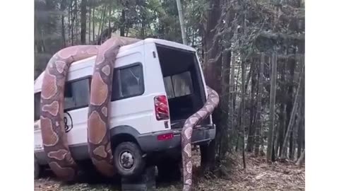 The most immense snake ever taking a car by its grip