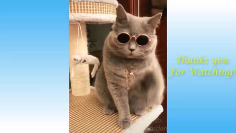 Animals doing things Funny cat and dog videos compilation