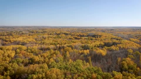 Enchanting Autumn Forests with Beautiful Piano Music