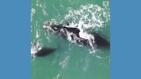 Endangered right whales spotted off Florida coast l ABC News.