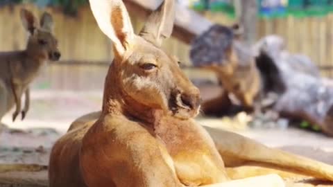 Queen of the Harem ~# kangaroo