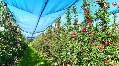 Apple Village in Switzerland 🇨🇭Altnau , Walking In Apple Trail _ Canton Thurgau