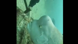 every day a man comes down to feed this fish