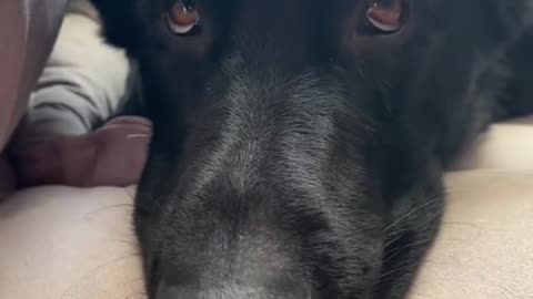 Pretend to be extra sad so mom feels guilty for leaving you home