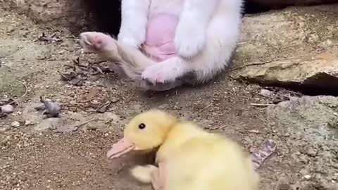 dog playing with duck