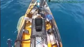 Tiger shark attacks boat