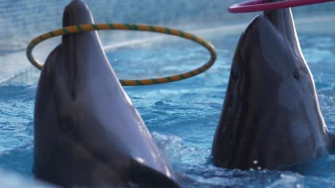 Amazing Tricks Of Dolphins 🥺🥳🐬🐬