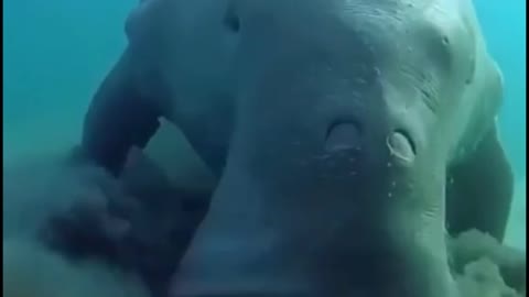 What is this sea creature that looks like a seal or a sea pig