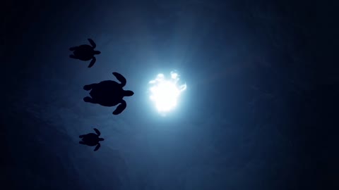 turtle swimming in the sun