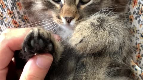 A Person Massaging the Paws of a KittenA Person Massaging the Paws of a Kitten