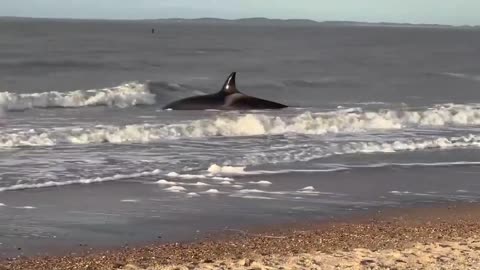 An orca dies on a beach in the Netherlands despite rescue teams