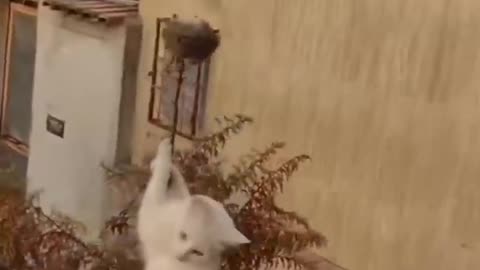 Funny Dog Video