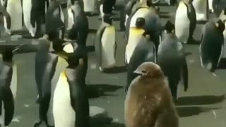 LAZY PENGUINS