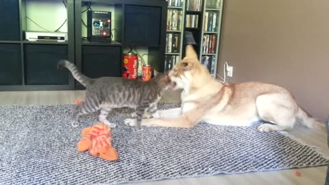 Saarlooswolfdog playing with cat funny viral video