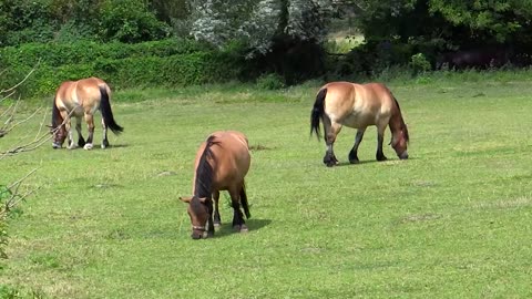 Horse | Beach | Forest | Animal