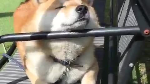 Shiba Inu swaying in the wind