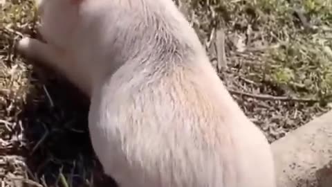 Cutest baby animals Videos Compilation