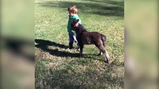 Little Boy Has Playdate With Miniature Horse