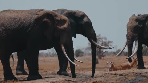 Wild Animals Gathering by a Body of Water in the African