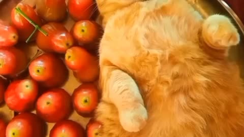 Funny pets video to make up your lovely day 😍❤️