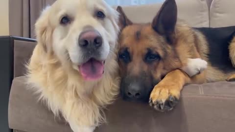 Golden Retriever and German Shepherd are Cutest Friends!