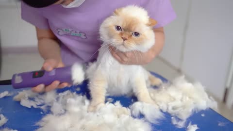 When this cute cat gets angry, it gets even cuter!😻🛁✂️❤️