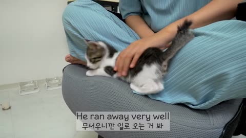 The Rescued Kitten Becomes Completely Obsessed with the Big Cat │ Episode.38