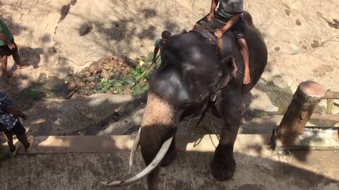 Most amazing experience at Pinnawala elephant orphanage, Srí Lanka