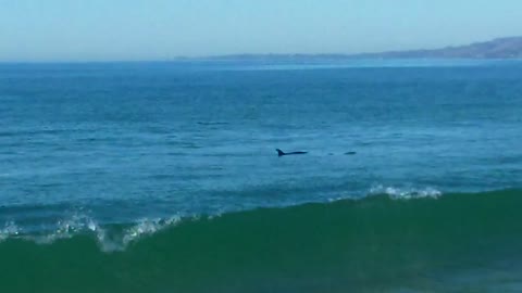 Beautiful Dolphins in the Pacific Ocean