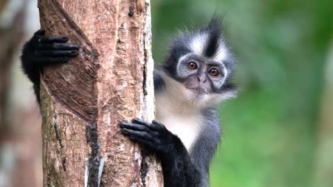 💚INDONESIA, THOMAS LEAF MONKEY