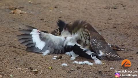#Trending Hawk Tries to Kill Cuckoo Bird