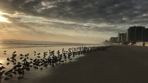 Daytona Beach Seagulls and Shoreline as seen from the oceanfront in late January 2023