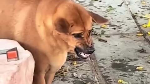 Funny animals - Funny cats and dogs - Funny animal videos 2023🤣 fun network of lovely