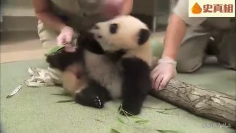 Panda playing with the ball and turning over everyone-