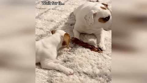 Funny cats and dogs | Funny animal videos |Best videos of 2024