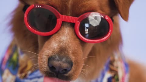 "Stylish dog: A dog in glasses conquers the world!"